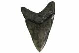 Serrated, Fossil Megalodon Tooth - South Carolina #170464-1
